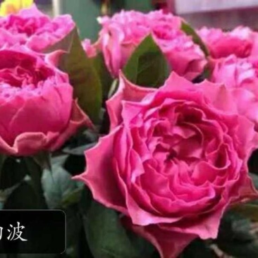 品种月季，品种齐全，量大优惠。