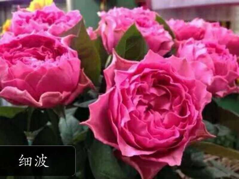 品种月季，品种齐全，量大优惠。