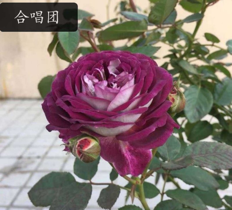 品种月季，品种齐全，量大优惠。
