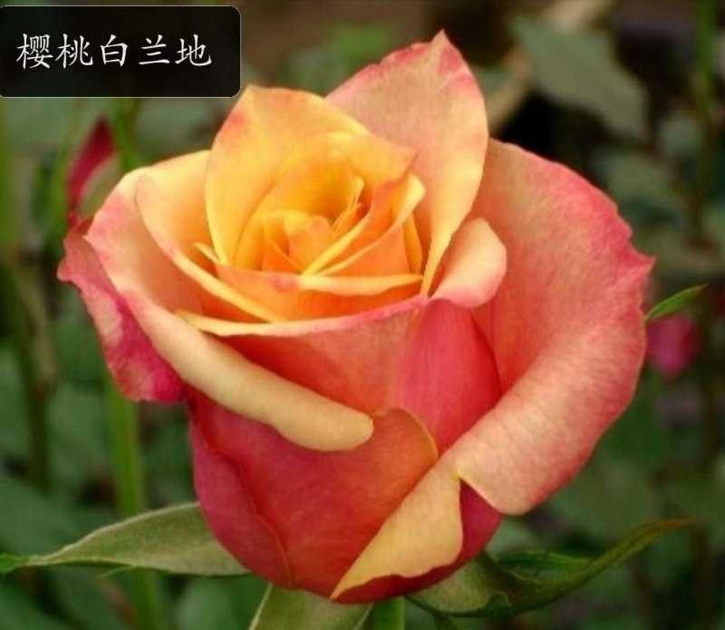 品种月季，品种齐全，量大优惠。