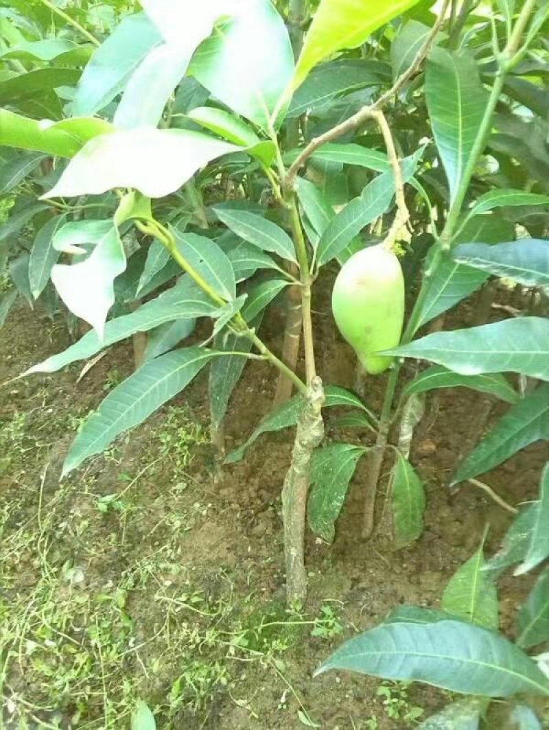 芒果苗桂七芒四季芒金皇芒台农果苗包品种包邮