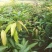 芒果苗桂七芒四季芒金皇芒台农果苗包品种包邮
