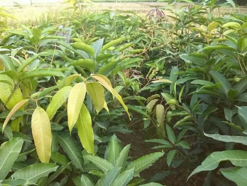 芒果苗桂七芒四季芒金皇芒台农果苗包品种包邮