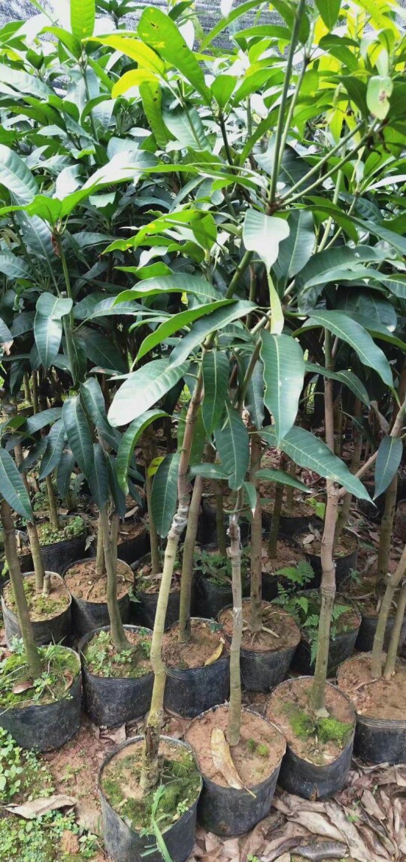 芒果苗桂七芒四季芒金皇芒台农果苗包品种包邮
