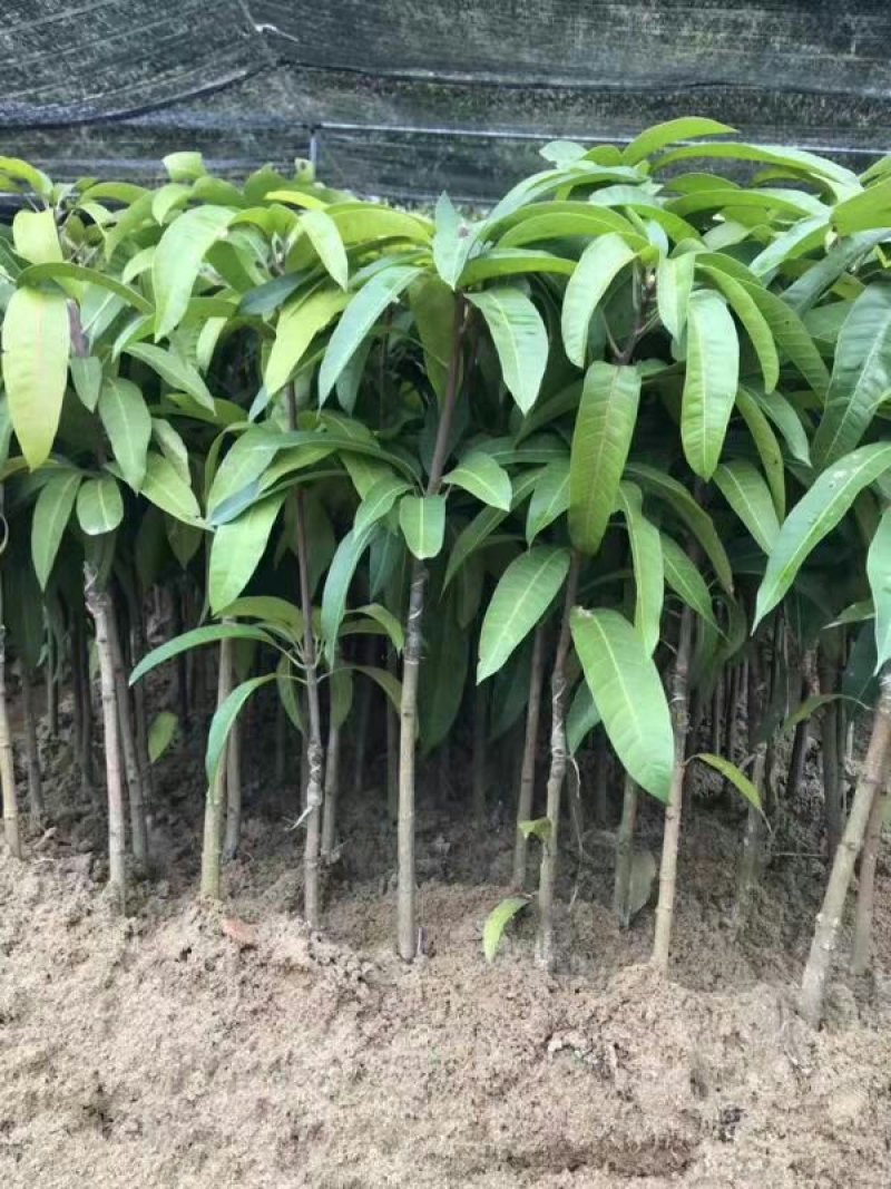 芒果苗桂七芒四季芒金皇芒台农果苗包品种包邮