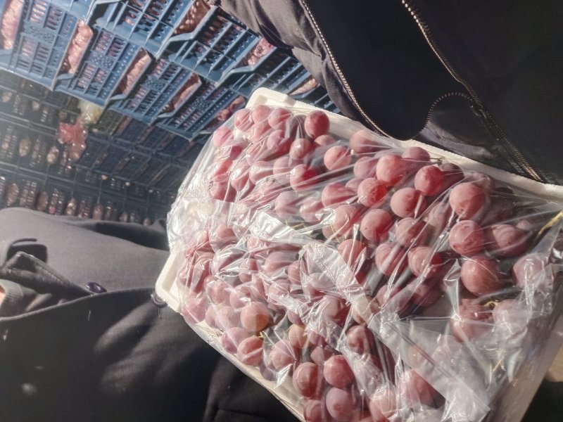 红提龙眼需要的联系