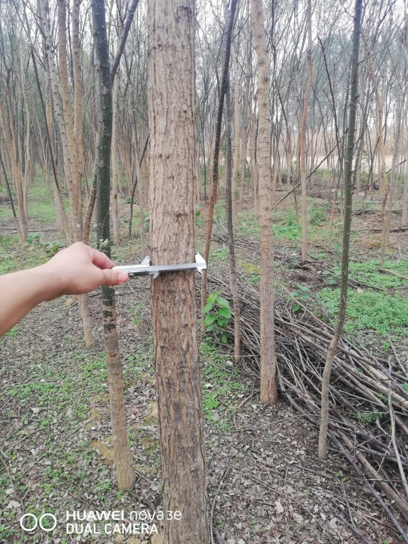 大量国槐处理。需要的朋友可以联系，价格优惠