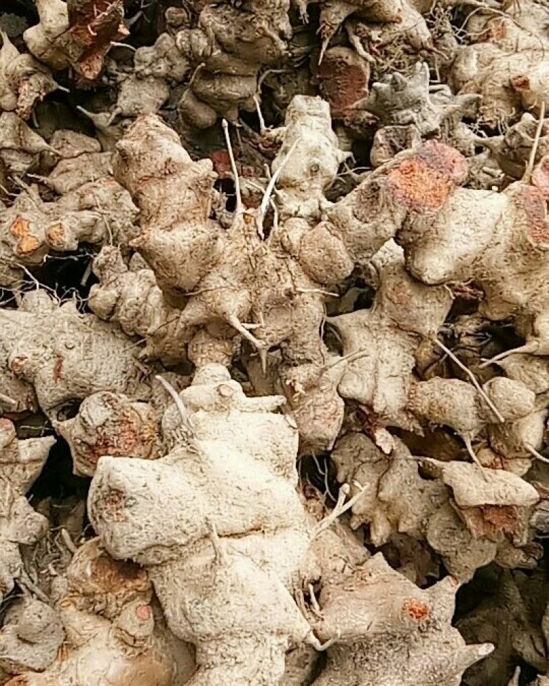 金刚头，金刚刺，菝葜，鲜货不包运费。