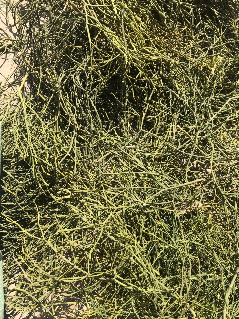 寄生，云南野生绿寄生，螃蟹脚，量大从优，20斤包邮！