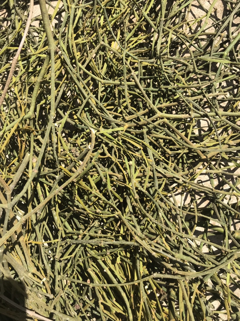 寄生，云南野生绿寄生，螃蟹脚，量大从优，20斤包邮！