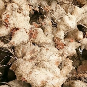 金刚头，金刚刺，菝葜，鲜货不包运费。