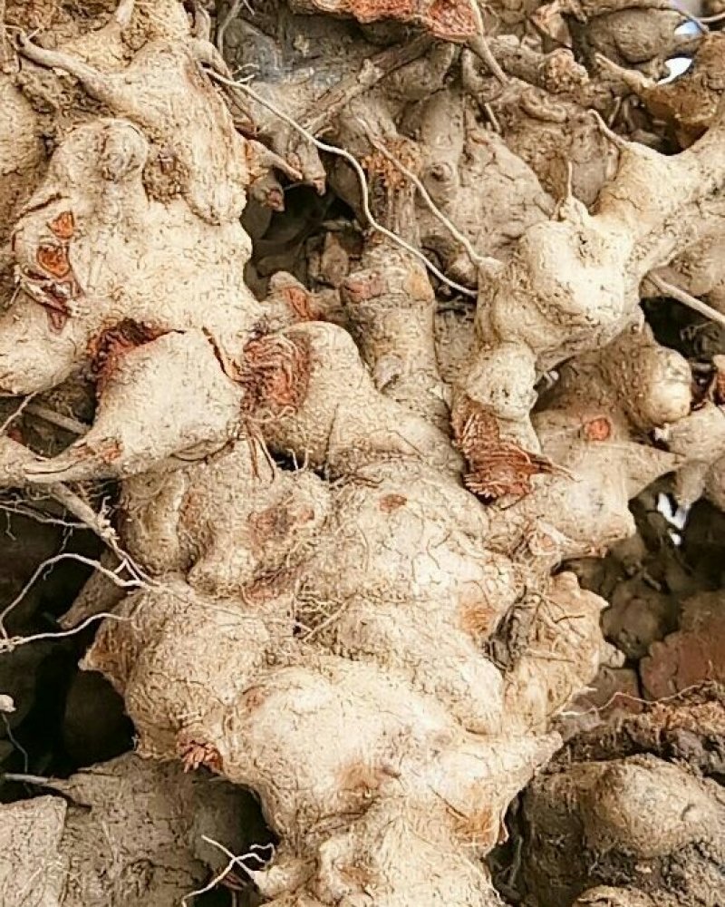 金刚头，金刚刺，菝葜，鲜货不包运费。