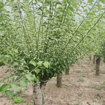 红梅，嫁接红梅，红梅树，红梅古桩，10公分红梅