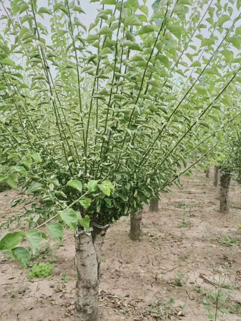 红梅，嫁接红梅，红梅树，红梅古桩，10公分红梅