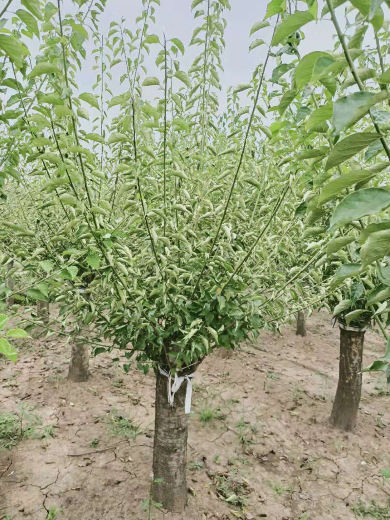 红梅，嫁接红梅，红梅树，红梅古桩，10公分红梅