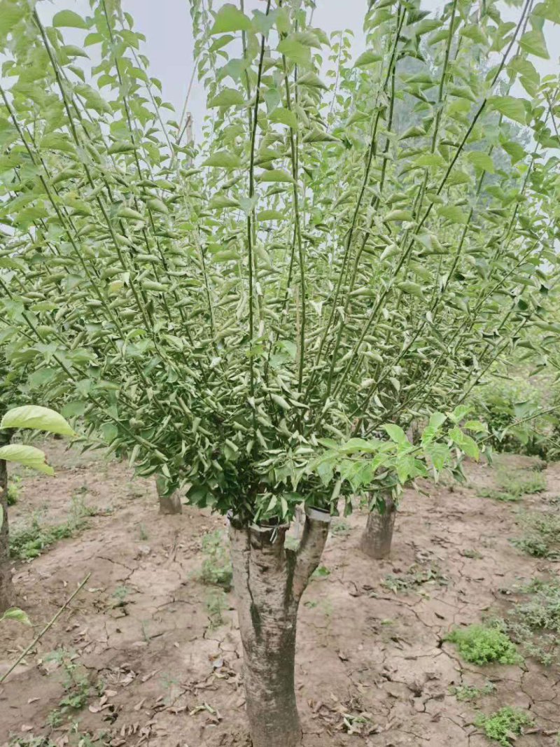 红梅，嫁接红梅，红梅树，红梅古桩，10公分红梅