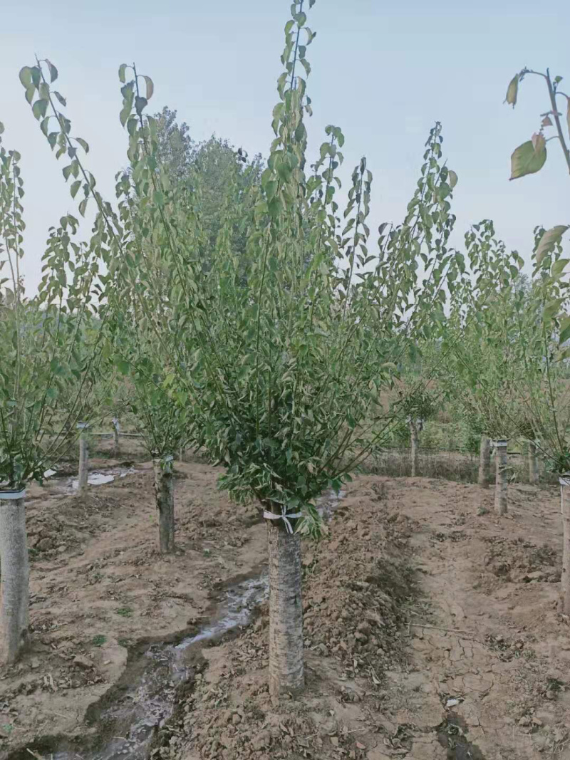 红梅，嫁接红梅，红梅树，红梅古桩，10公分红梅