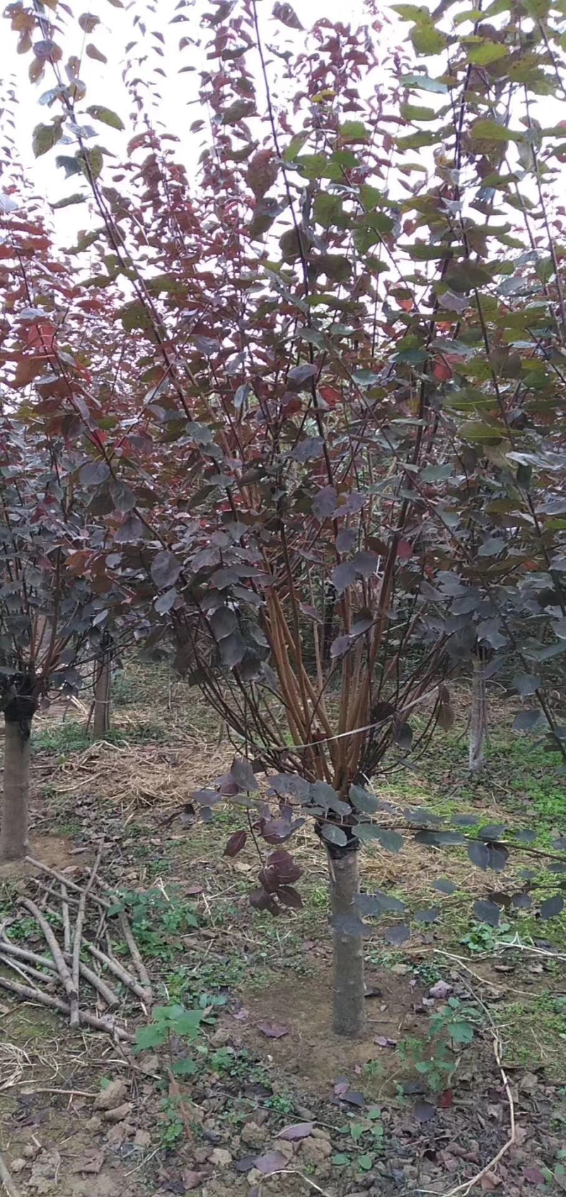 红梅，嫁接红梅，红梅树，红梅古桩，10公分红梅