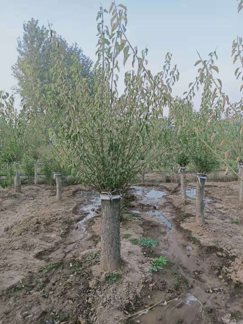 红梅，嫁接红梅，红梅树，红梅古桩，10公分红梅