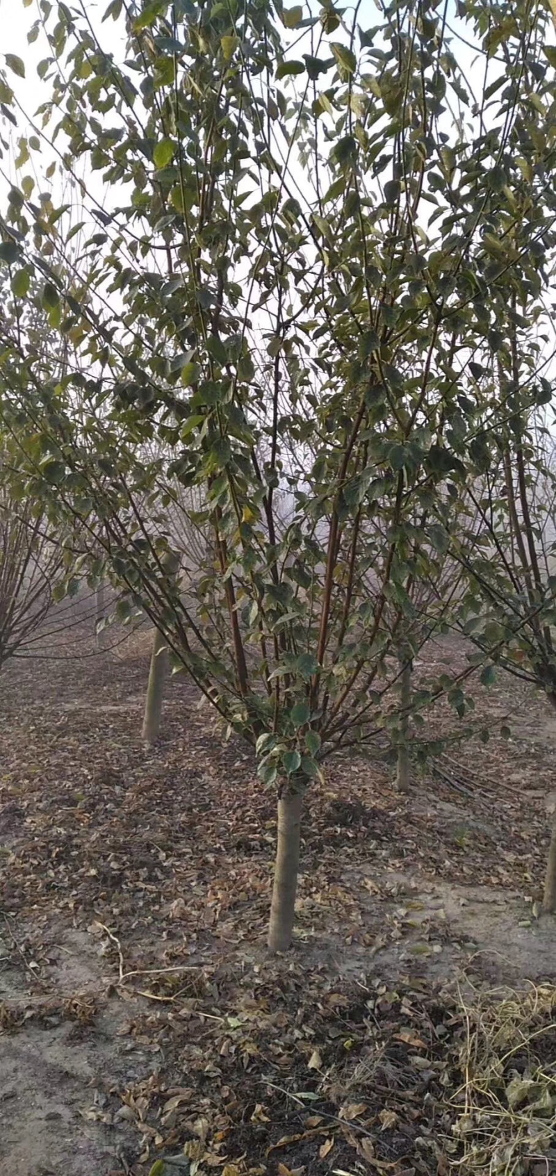 红梅，嫁接红梅，红梅树，红梅古桩，10公分红梅