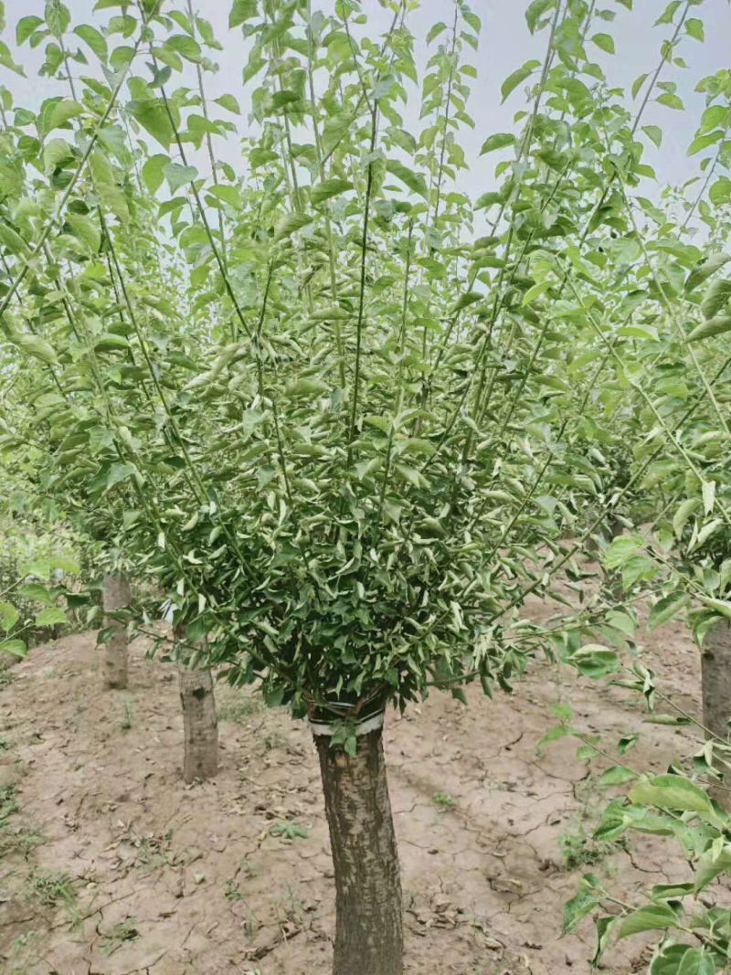 红梅，嫁接红梅，红梅树，红梅古桩，10公分红梅