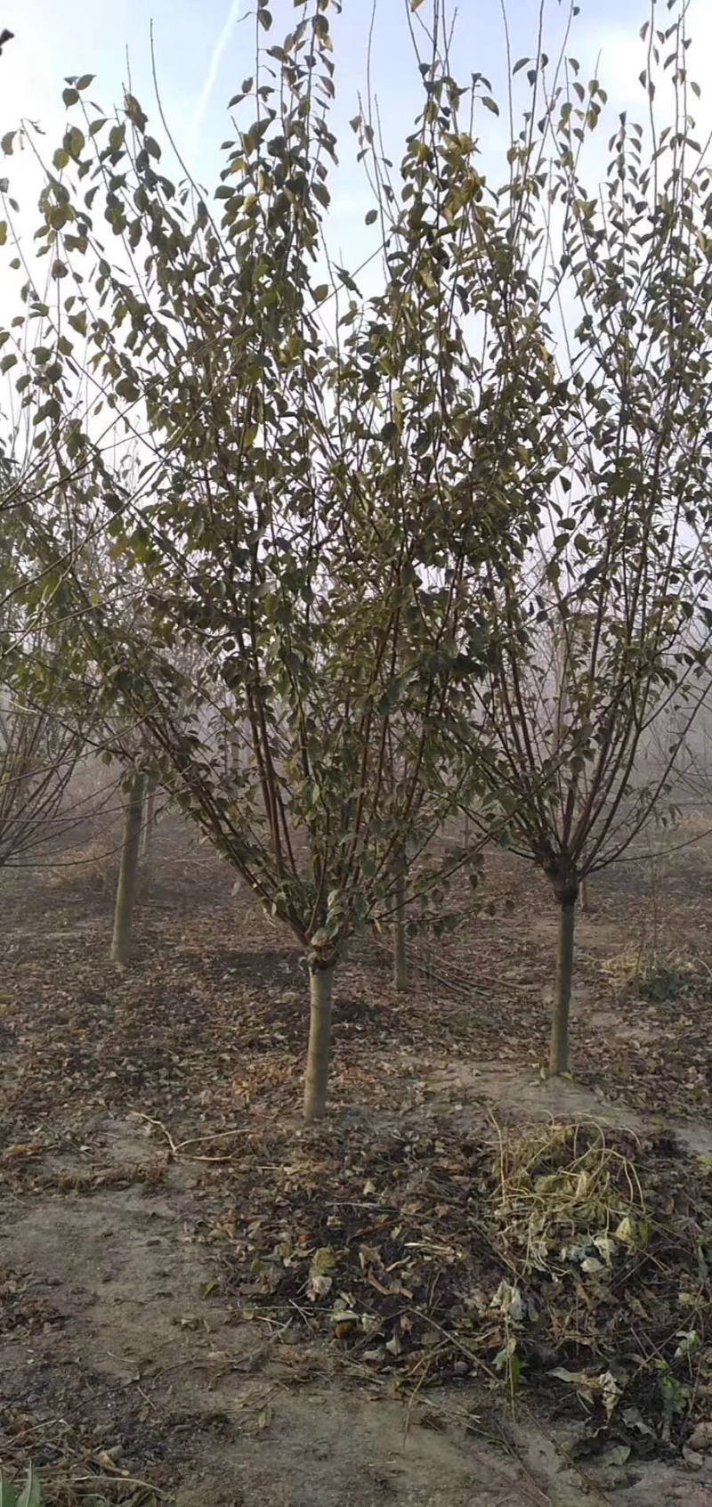 红梅，嫁接红梅，红梅树，红梅古桩，10公分红梅