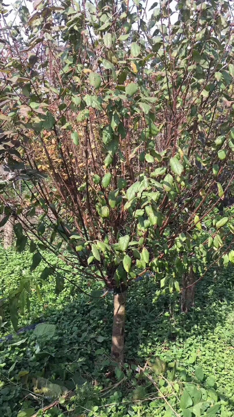 红梅，嫁接红梅，红梅树，红梅古桩，10公分红梅