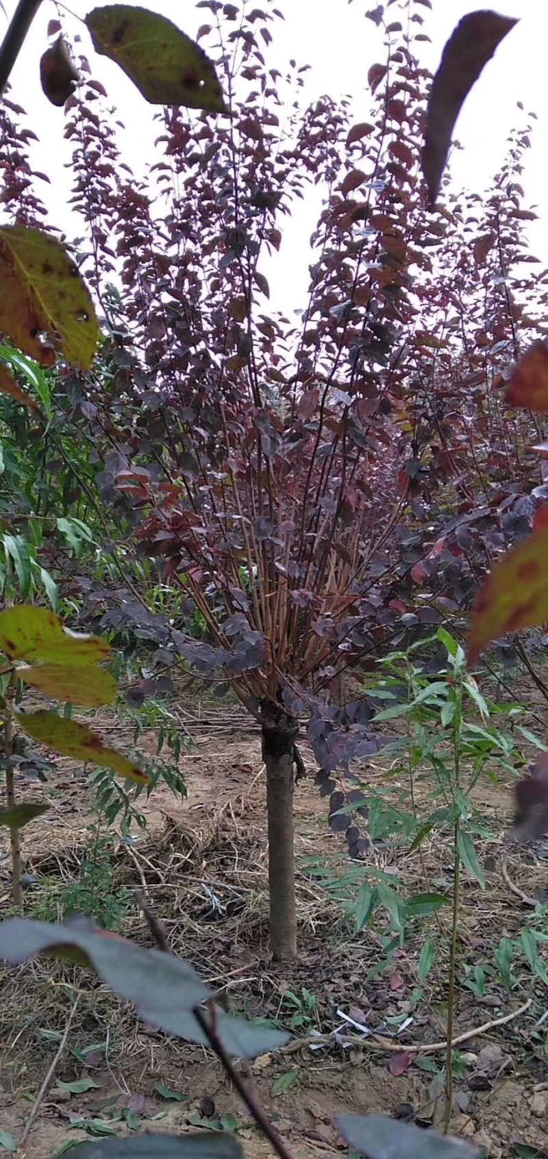 红梅，嫁接红梅，红梅树，红梅古桩，10公分红梅