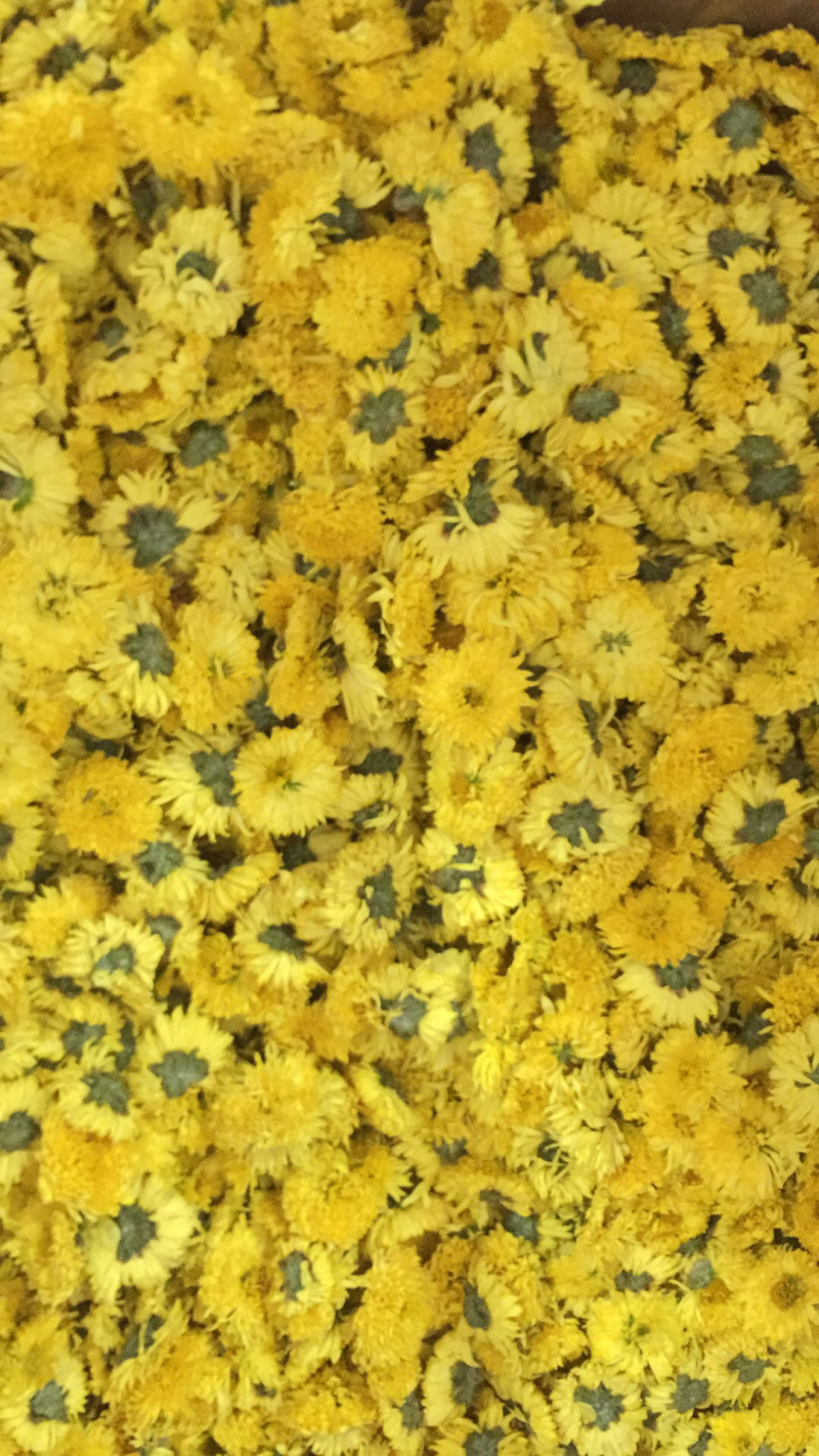 皇菊菊花茶黄菊花菊花花茶包邮