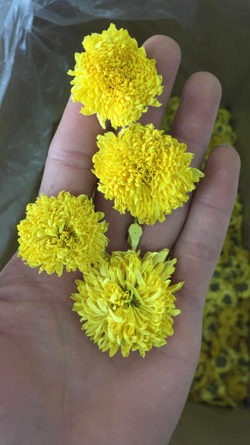 皇菊菊花茶黄菊花菊花花茶包邮