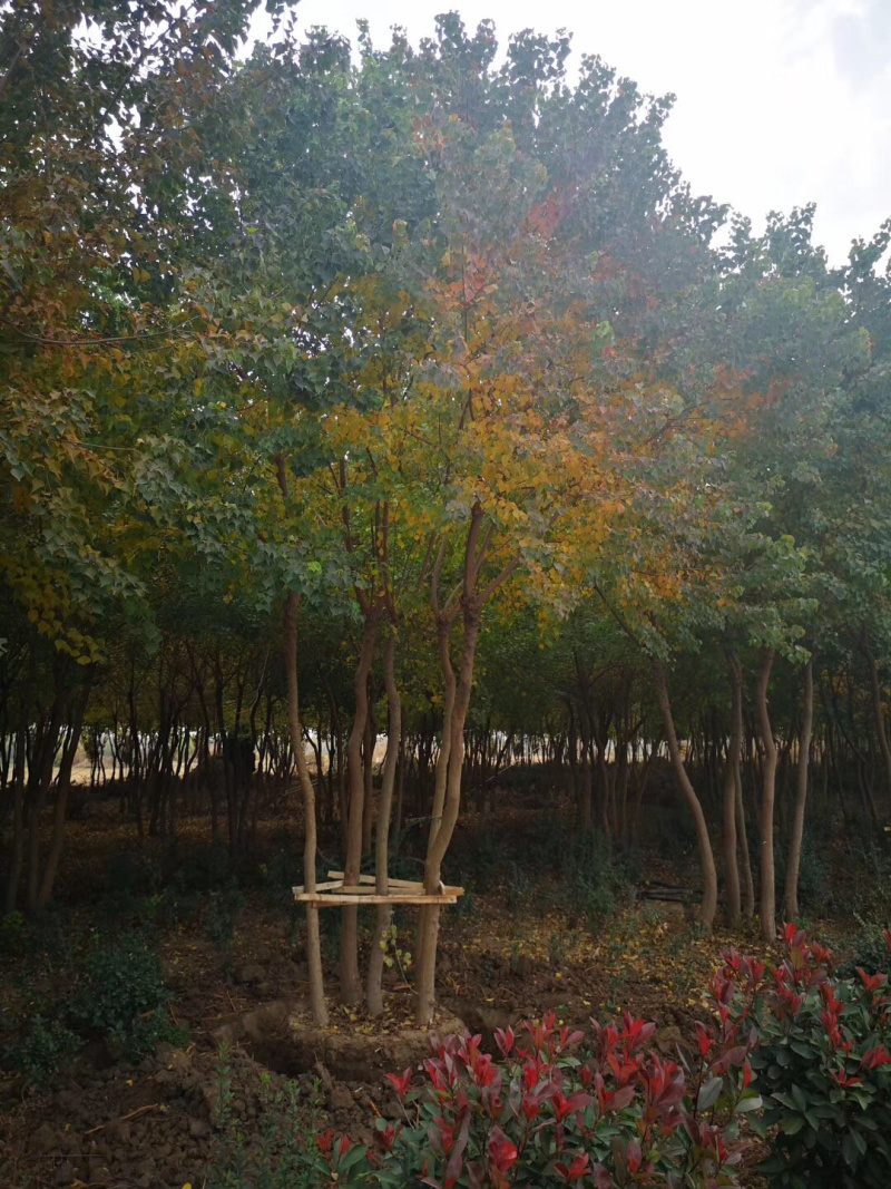 丛生乌桕，乌桕树，乌桕小苗，15公分乌桕
