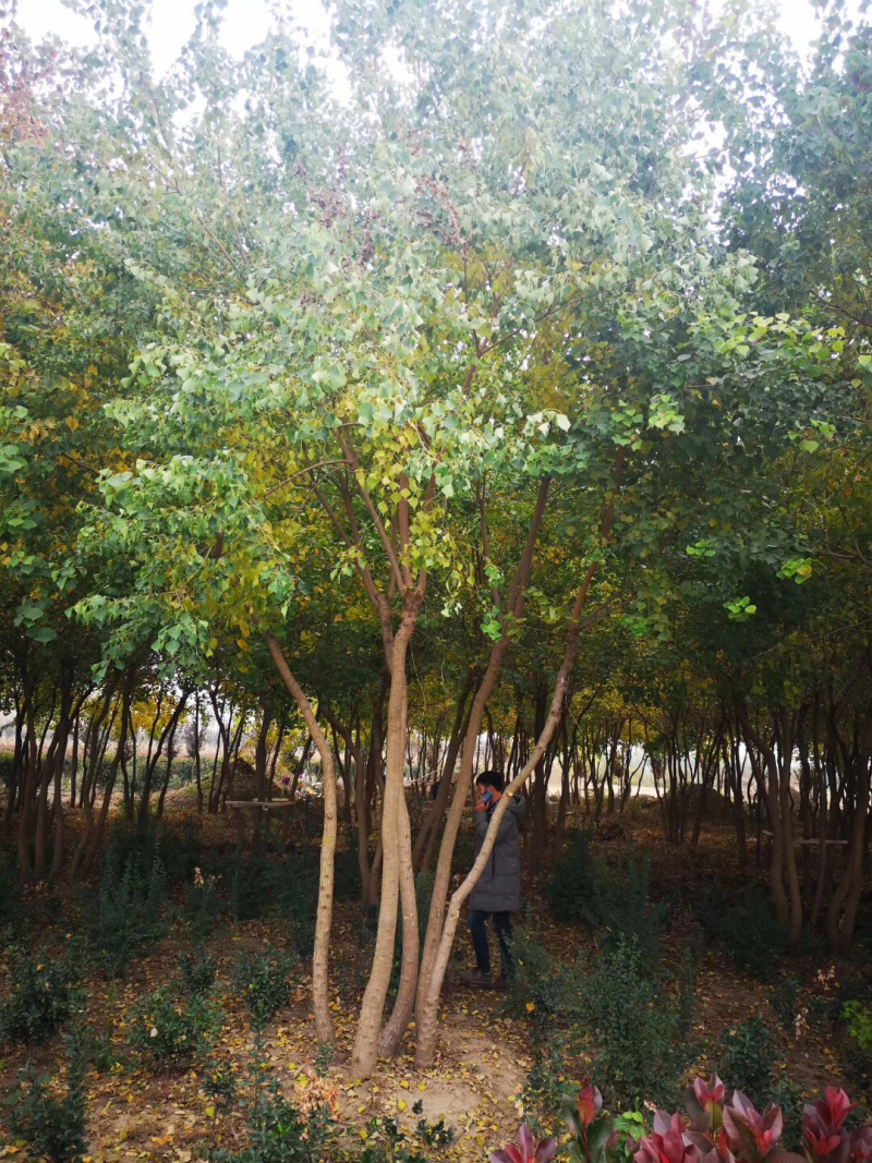 丛生乌桕，乌桕树，乌桕小苗，15公分乌桕