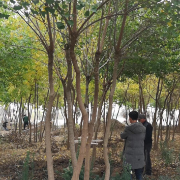 丛生乌桕,乌桕树,乌桕小苗,15公分乌桕