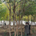 丛生乌桕,乌桕树,乌桕小苗,15公分乌桕