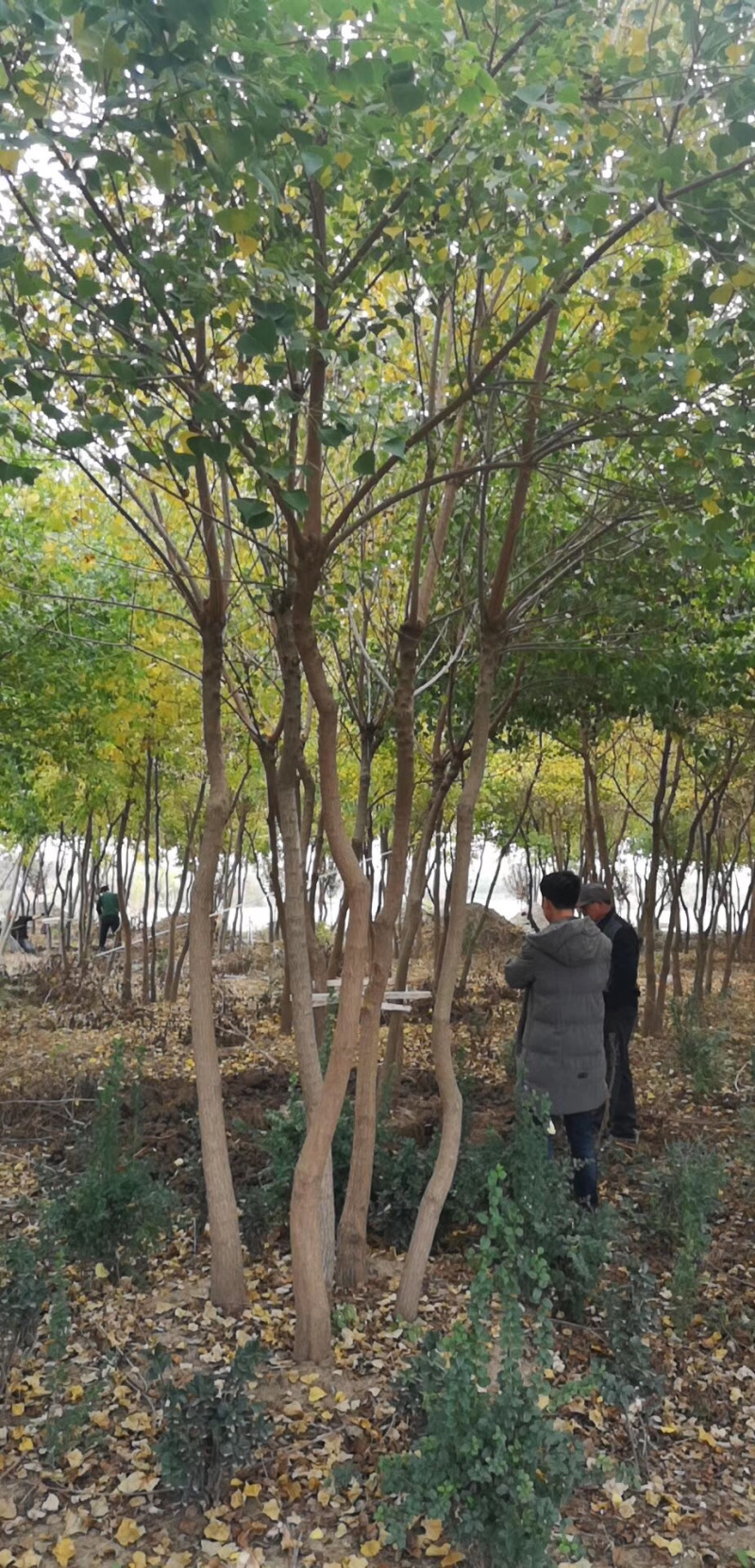 丛生乌桕，乌桕树，乌桕小苗，15公分乌桕