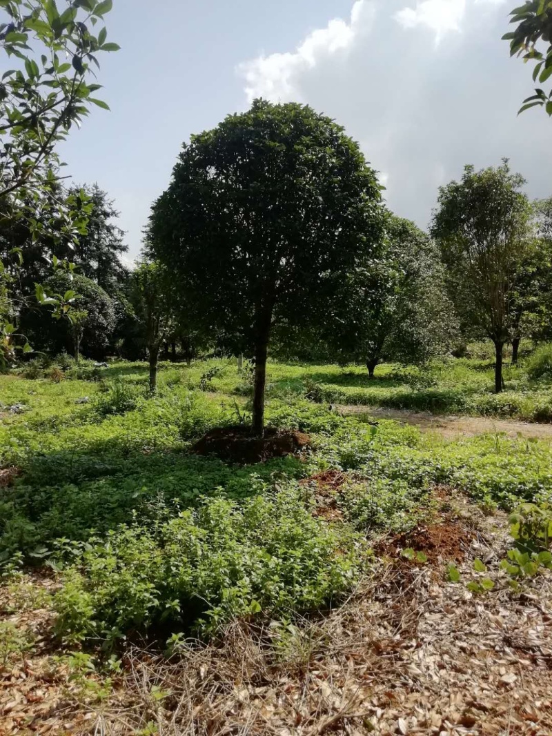 桂花树熟货断根苗，地苗假植容器苗占地桂花大量供应面议详谈