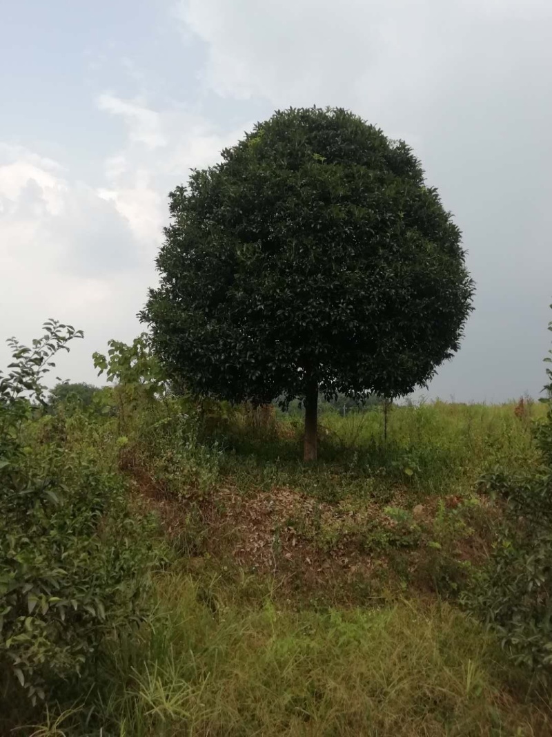 桂花树熟货断根苗，地苗假植容器苗占地桂花大量供应面议详谈