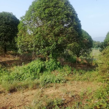 桂花树熟货断根苗，地苗假植容器苗占地桂花大量供应面议详谈