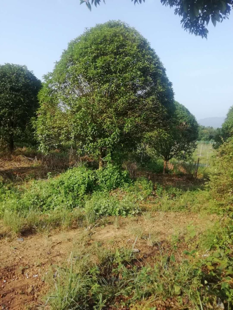 桂花树熟货断根苗，地苗假植容器苗占地桂花大量供应面议详谈