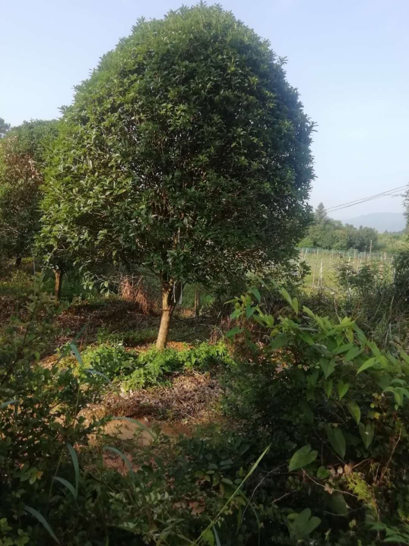 桂花树熟货断根苗，地苗假植容器苗占地桂花大量供应面议详谈