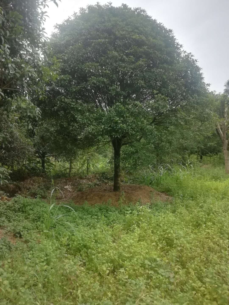 桂花树熟货断根苗，地苗假植容器苗占地桂花大量供应面议详谈