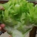 儿菜