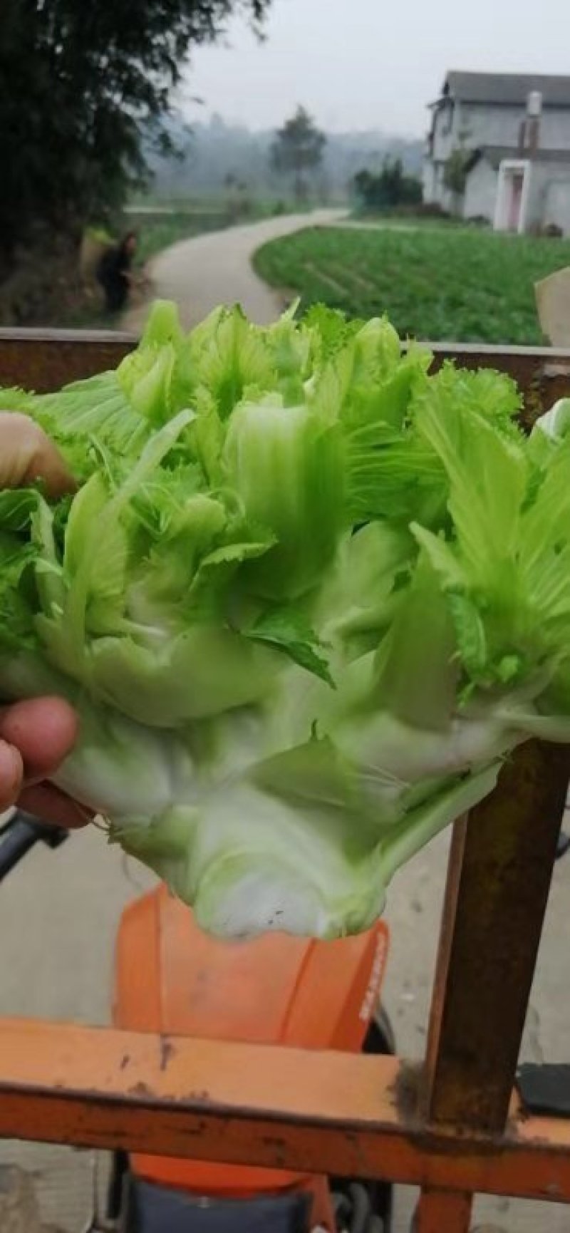 儿菜