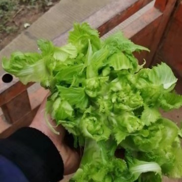 儿菜