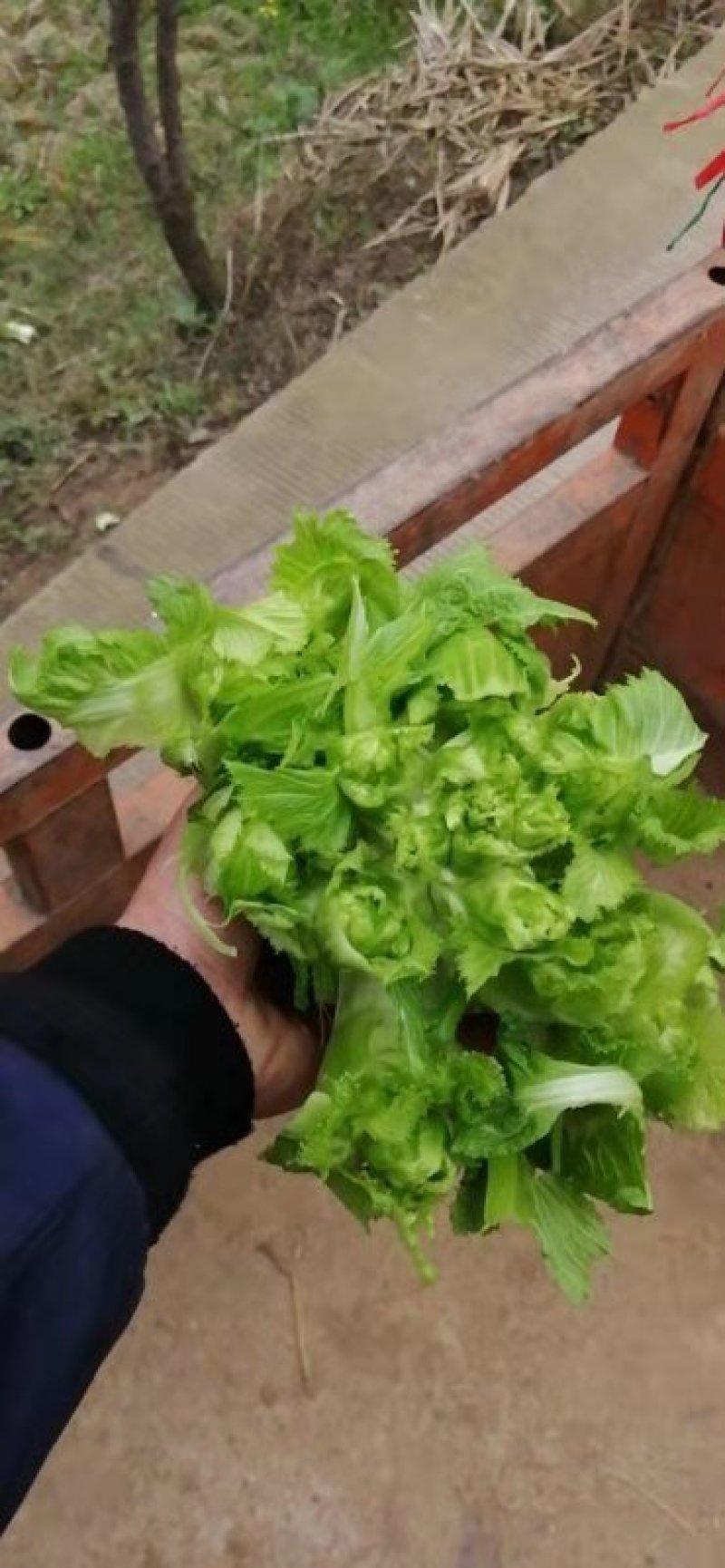 儿菜