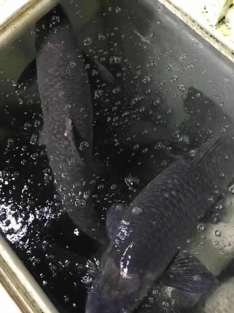 黑皖