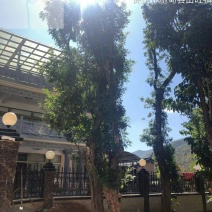 清香木，滇朴，紫微