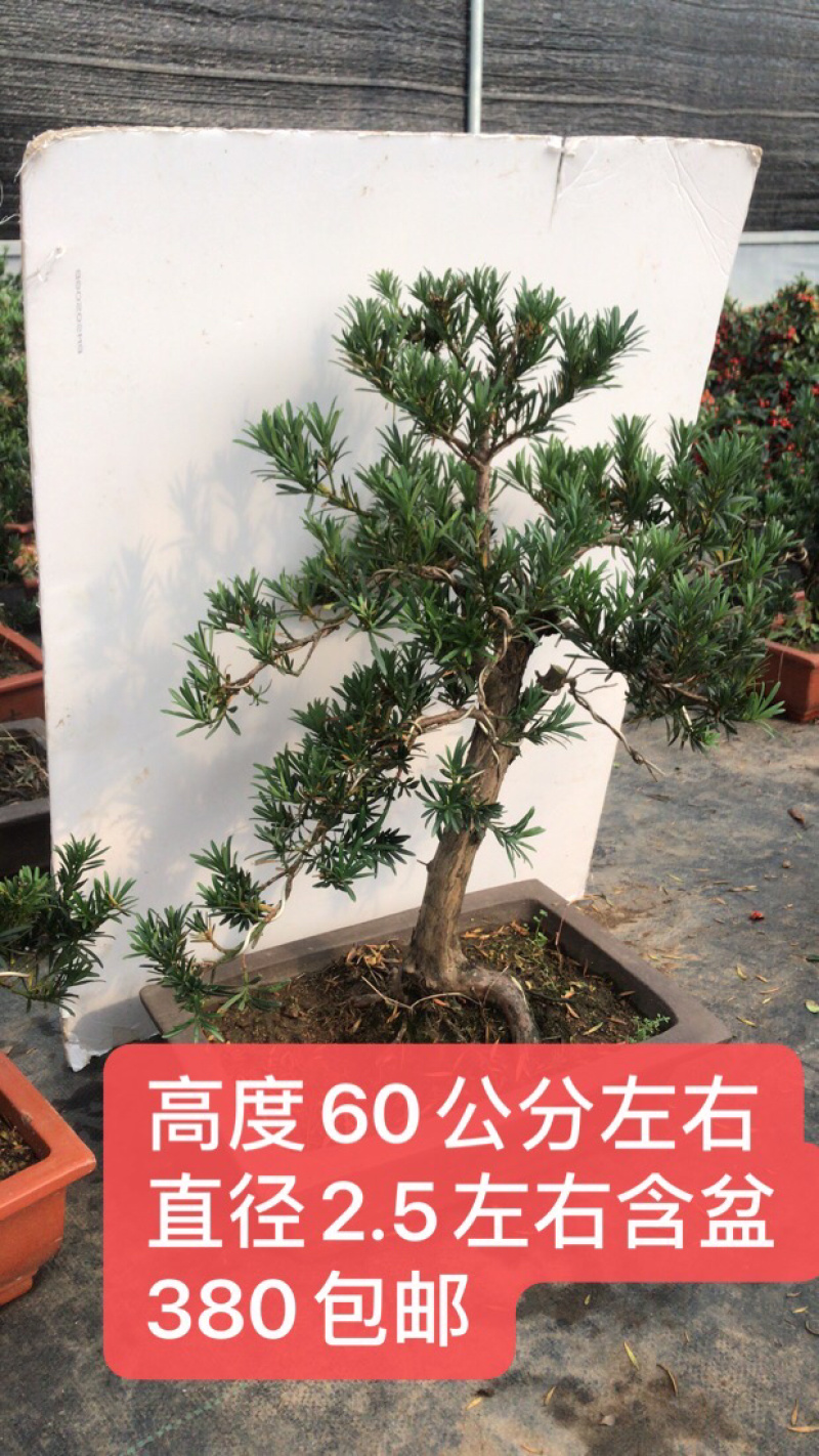 造型罗汉松盆景含盆包邮