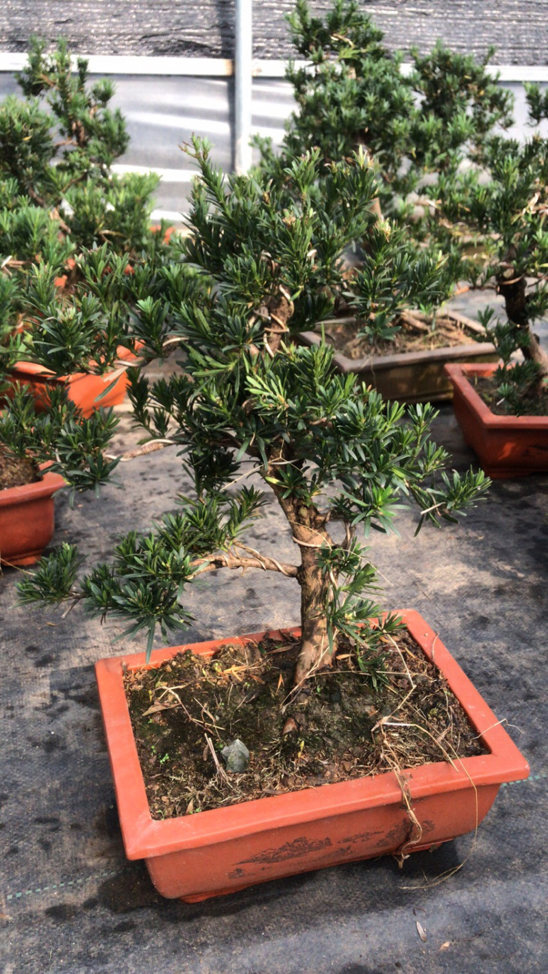 造型罗汉松盆景含盆包邮
