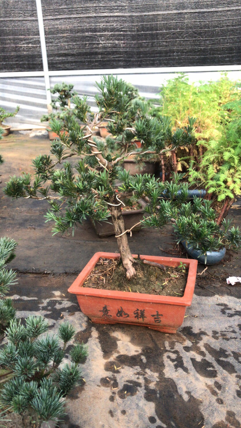 造型罗汉松盆景含盆包邮